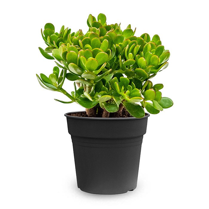 Krasula - Drvo novca