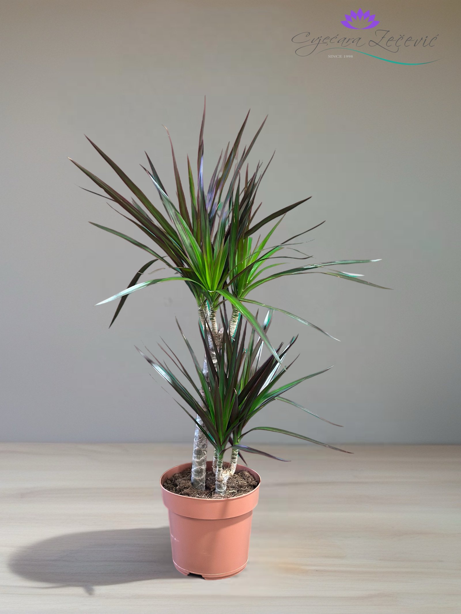 Dracena marginata