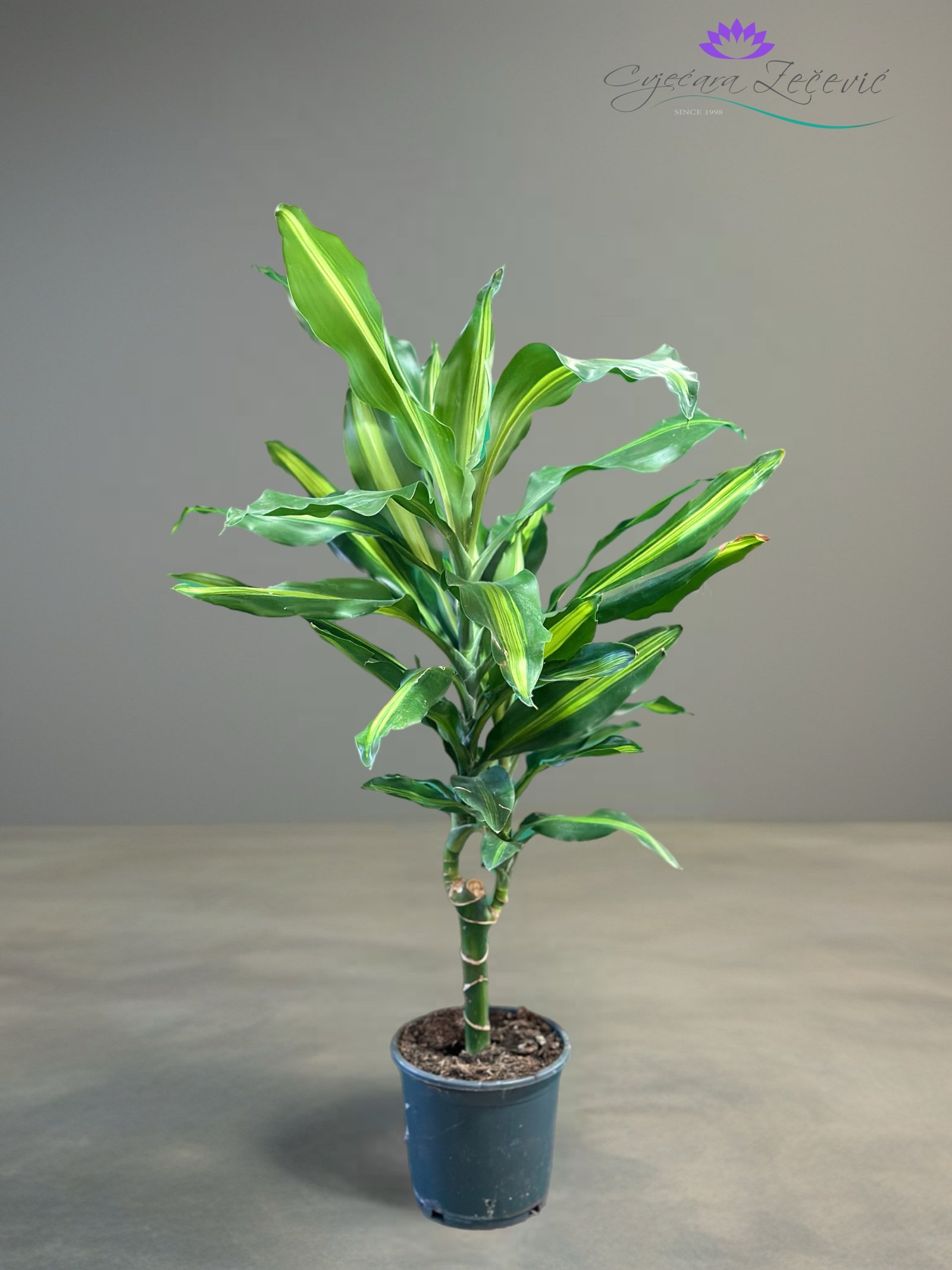 Dracena